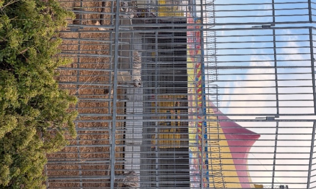 Interdisez immédiatement les cirques animaliers sur le territoire français