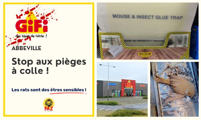 Gifi Abbeville : stop aux pièges à colle