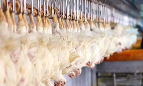 Contre les éleveurs donnant leurs animaux aux abattoirs !