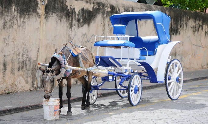 Interdisez l’utilisation d’animaux pour les visites touristiques