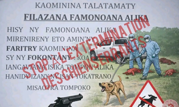 Stop à l’abattage massif de chiens à Talatamaty, protégez-les