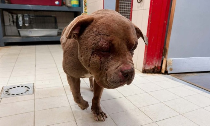 Justice pour Zeus