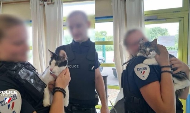 Justice pour les deux chats battus et étranglés sous prétexte que leur propriétaire s'ennuyait