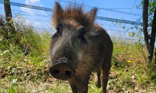 STOP à la chasse pendant les canicules : protégeons la faune sauvage