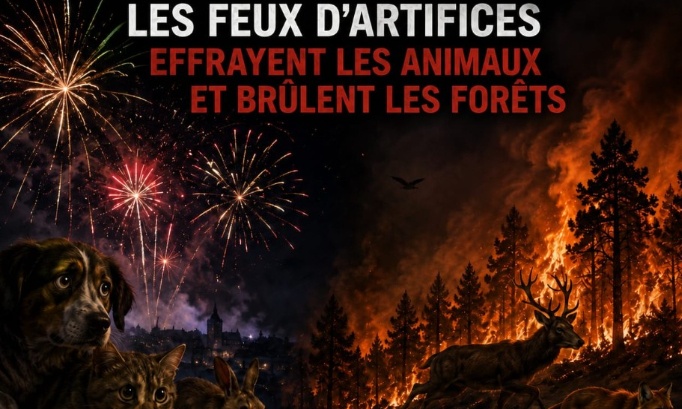 Interdisons les feux d'artifice