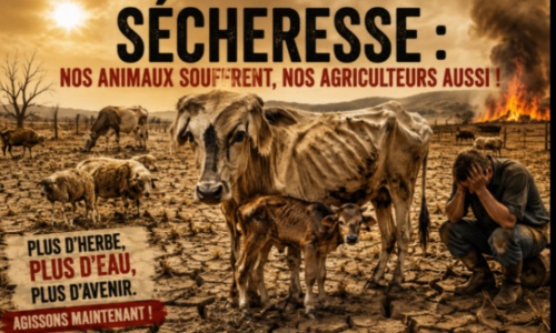 Aidons nos agriculteurs et sauvons nos animaux face à la sécheresse