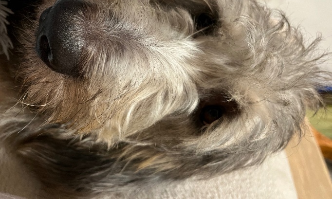 Pour sauver les chiens abandonn&eacute;s : loi et refuges renforc&eacute;s