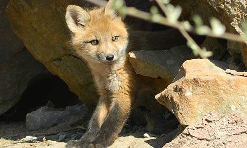 Mobilisation contre la régulation à tir de nuit des renards dans les Ardennes