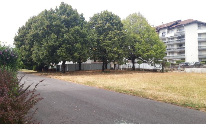 Pour sauver nos arbres : stop à l'abattage pour urbanisation.
