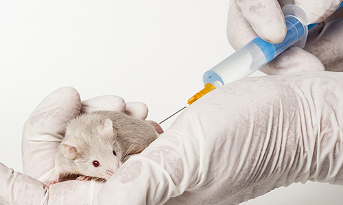 Stop et contre l'expérimentation animale et la vivisection