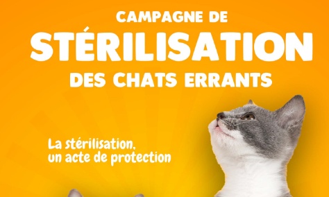 Pour une campagne de st&eacute;rilisation des chats &agrave; R&acirc;ches