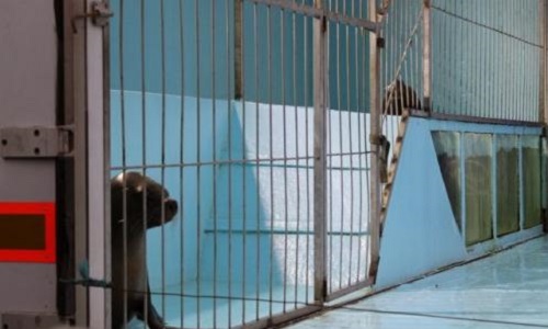 NON à Aquatic Shark à Cahors