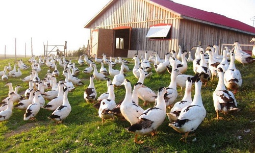 Non à l'abattage des canards