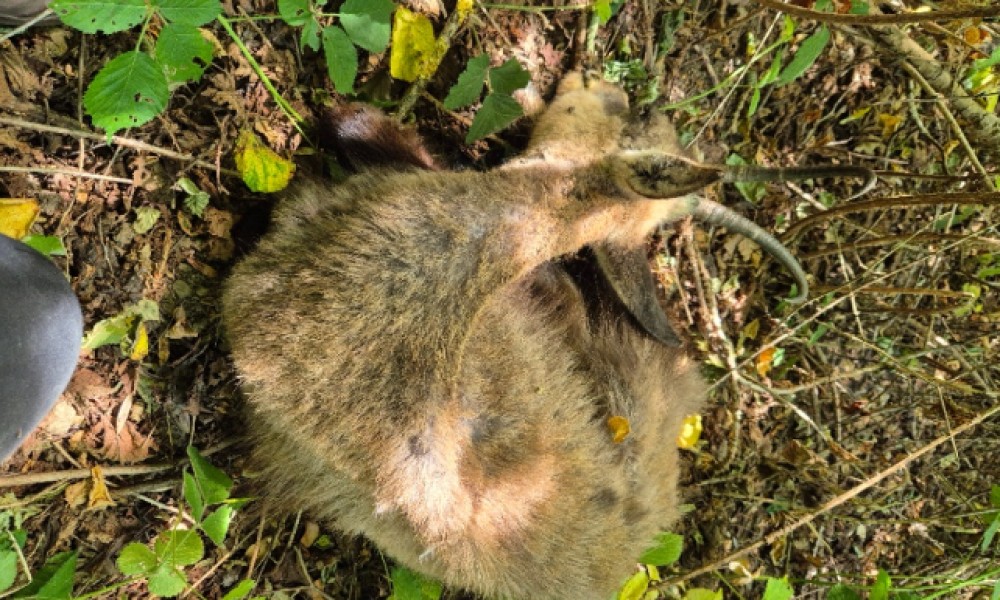 Non &agrave; l'autorisation de la chasse en battue des chamois, isards et mouflons