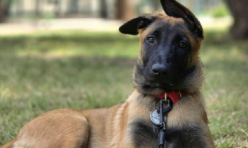 Justice pour ce jeune chien abattu de sang froid !