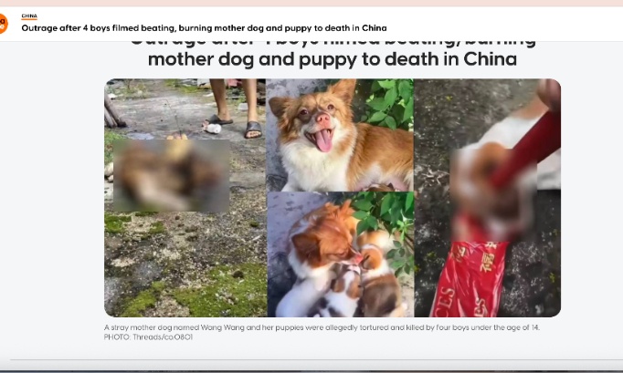Pour une loi de protection animale en Chine, justice pour Wang Wang
