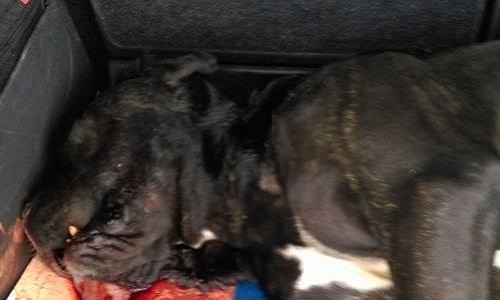 Justice pour Lekko, lâchement assassiné