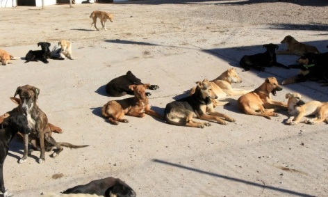 Aide aux chats et chiens tunisiens abandonnés !