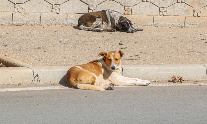 Pour les soins apportés et à apporter aux animaux errants au Maroc