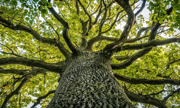 Pour la sauvegarde des 9 arbres centenaires de la baraque