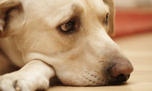 Justice exemplaire suite &agrave; la mort du chien tra&icirc;n&eacute; derri&egrave;re un v&eacute;hicule &agrave; Locqueltas ( 56)