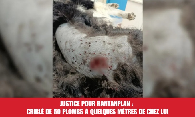 Justice pour Rantanplan : cribl&eacute; de 50 plombs &agrave; quelques m&egrave;tres de chez lui