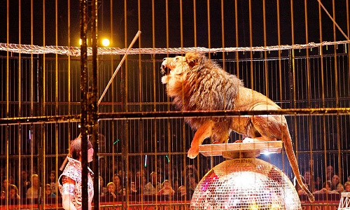 Le cirque Medrano à Vannes et Séné du 10 au 12 mars, n'a sa place nulle part tant qu'il utilisera des animaux sauvages tels que tigres, lions, éléphants et autres.