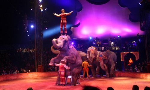 Non au cirque Arlette Gruss sur la commune d'Arras