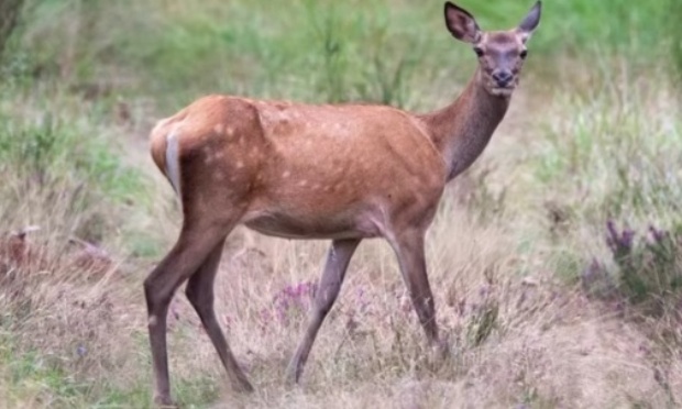 Pour l’interdiction temporaire de la chasse cette année