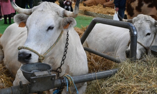 Interdisez les foires et comices agricoles avec animaux en période de canicule