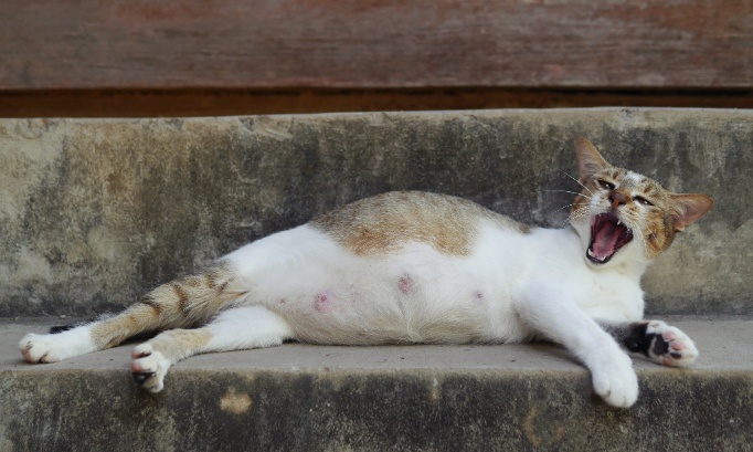 Pour la stérilisation des chats errants à Langon maintenant