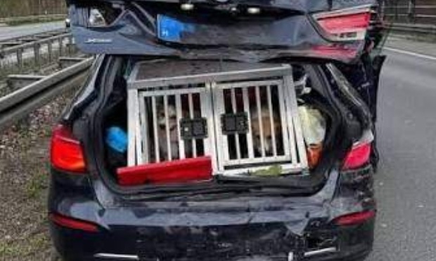 Interdisez la voiture «100% pour chiens» sans garanties réelles de sécurité