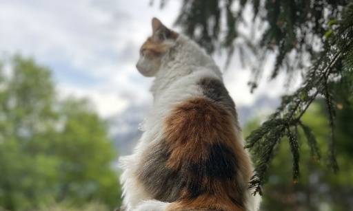 Interdire aux mairies de refuser la st&eacute;rilisation des chats errants