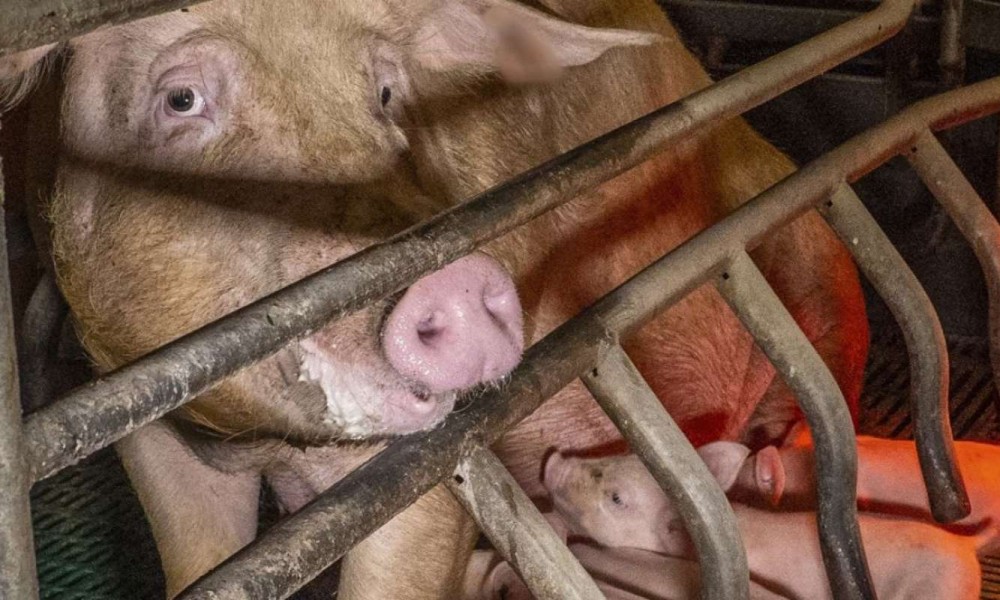 Exigez des r&eacute;gions un avenir sans cage pour les animaux !