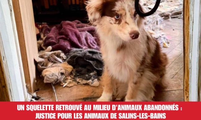 Un squelette retrouv&eacute; au milieu d'animaux abandonn&eacute;s : justice pour les animaux de Salins-les-Bains