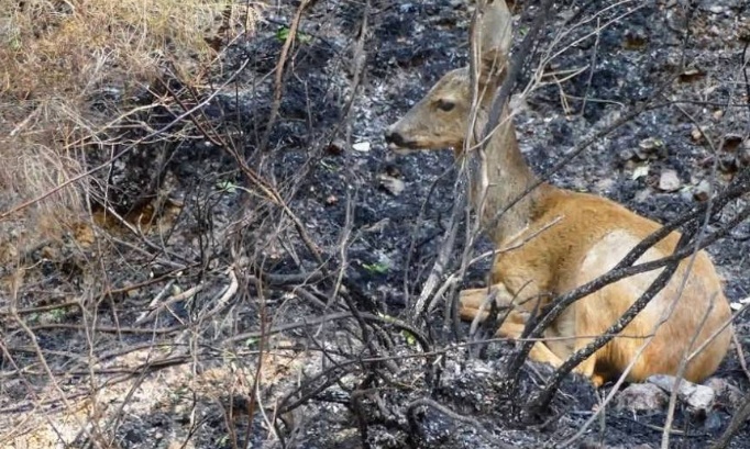 Interdisez la chasse 2026 et accordez un an de r&eacute;pit &agrave; la nature