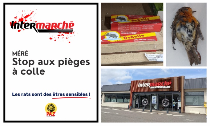 Stop aux pi&egrave;ges &agrave; colle &agrave; l&rsquo;Intermarch&eacute; M&eacute;r&eacute;