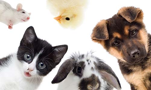 Protéger les animaux