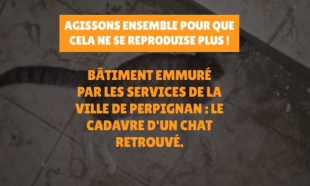 Pour que plus jamais des chats ne meurent enferm&eacute;s derri&egrave;re un mur &agrave; Perpignan