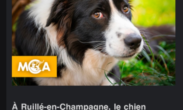 Pour que justice soit faite pour ce chien maltraité maintenant