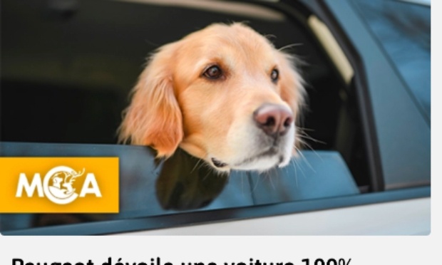 Pour justice et protection du chien maltrait&eacute; de notre quartier