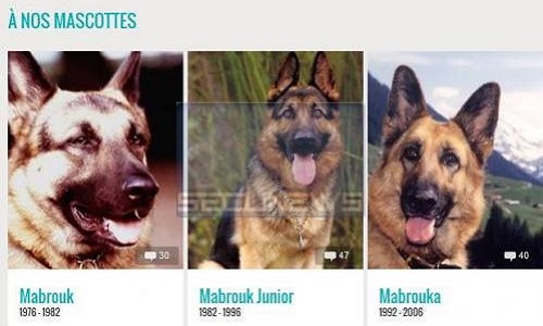 Nous demandons aux candidats de la présidentielle de créer une police pour animaux comme en Norvège ou Israël