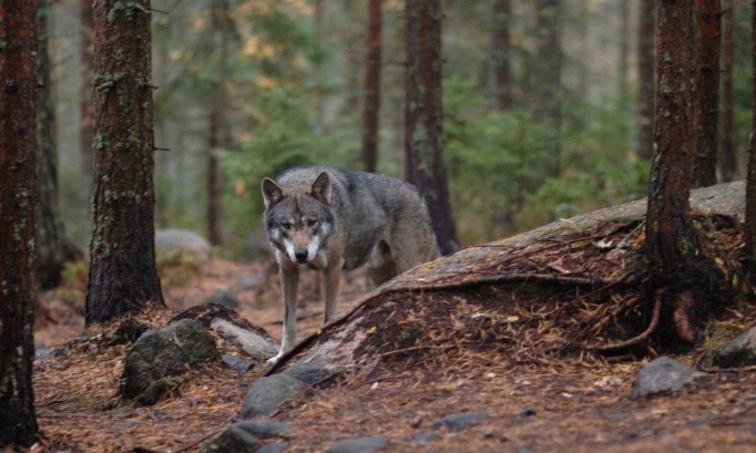 Non &agrave; l'escalade des tirs contre les loups : prot&eacute;geons une esp&egrave;ce embl&eacute;matique