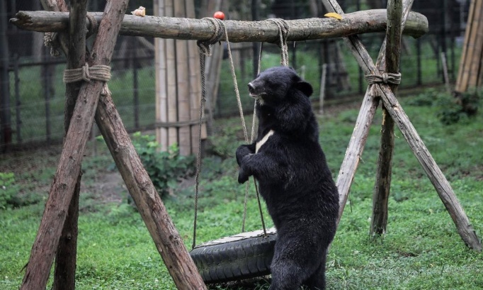 STOP &Agrave; LA TORTURE DES OURS POUR LEUR BILE