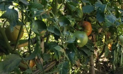 Contre la fermeture de 19 jardins familiaux &agrave; Ille sur T&ecirc;t.