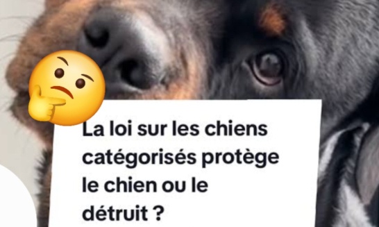 Stop &agrave; la cat&eacute;gorisation des Rottweilers en France d&egrave;s maintenant
