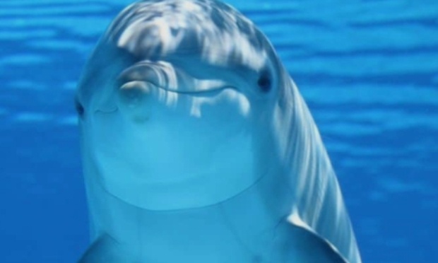 Urgence Dauphins de Marineland