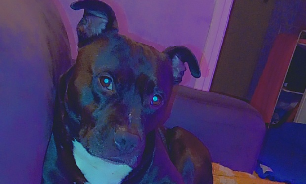 Pour la protection de mon chien contre les faux signalements
