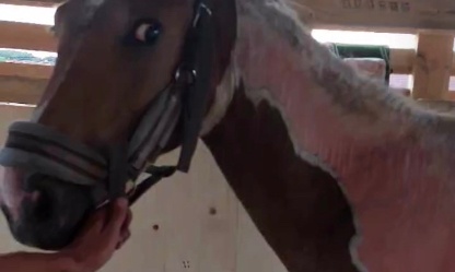 Justice pour les chevaux : exigeons une enqu&ecirc;te et leur protection