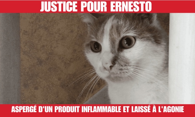 Asperg&eacute; d'un produit inflammable et laiss&eacute; &agrave; l'agonie : demandons justice pour Ernesto
